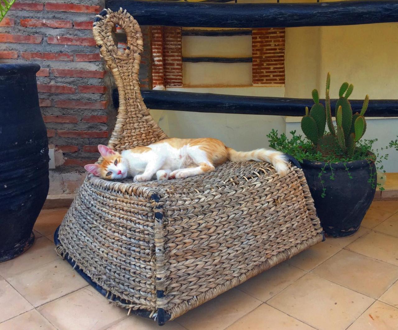 Riad Nejma Lounge Marrákes Kültér fotó